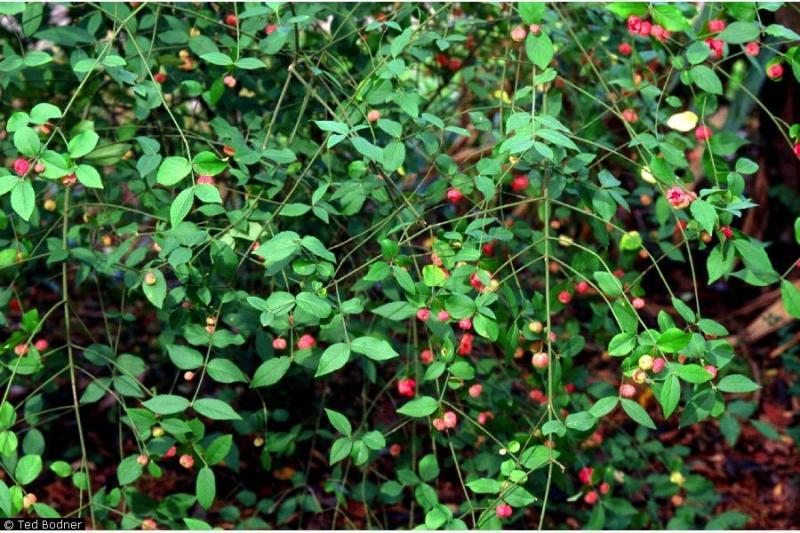 Euonymus Americanus - View 10 from www redcrocus com