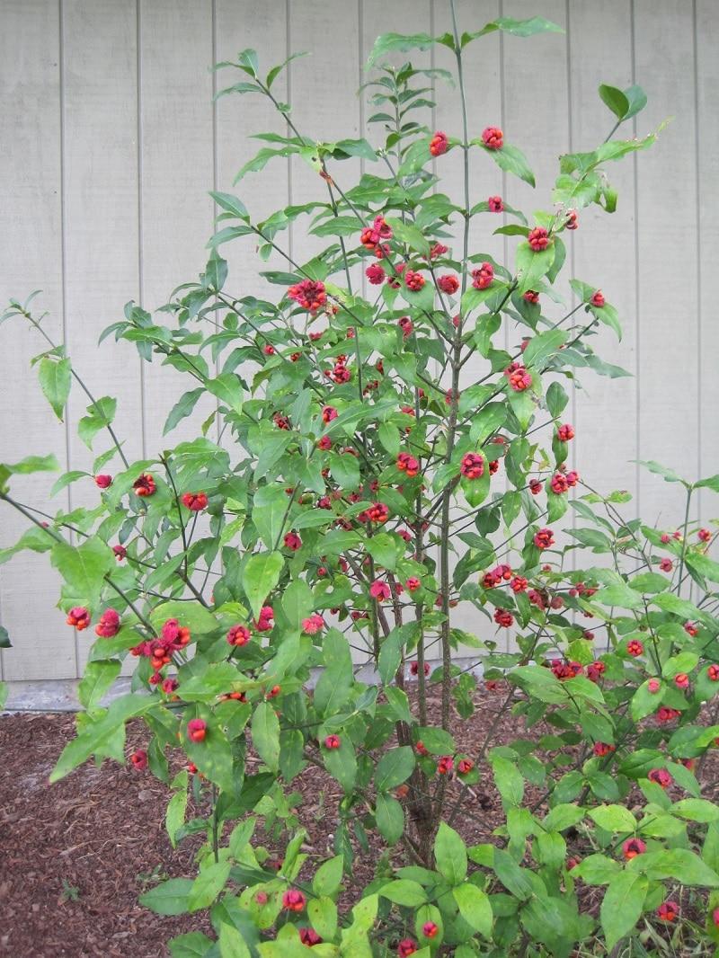 Euonymus Americanus - View 11 from www redcrocus com