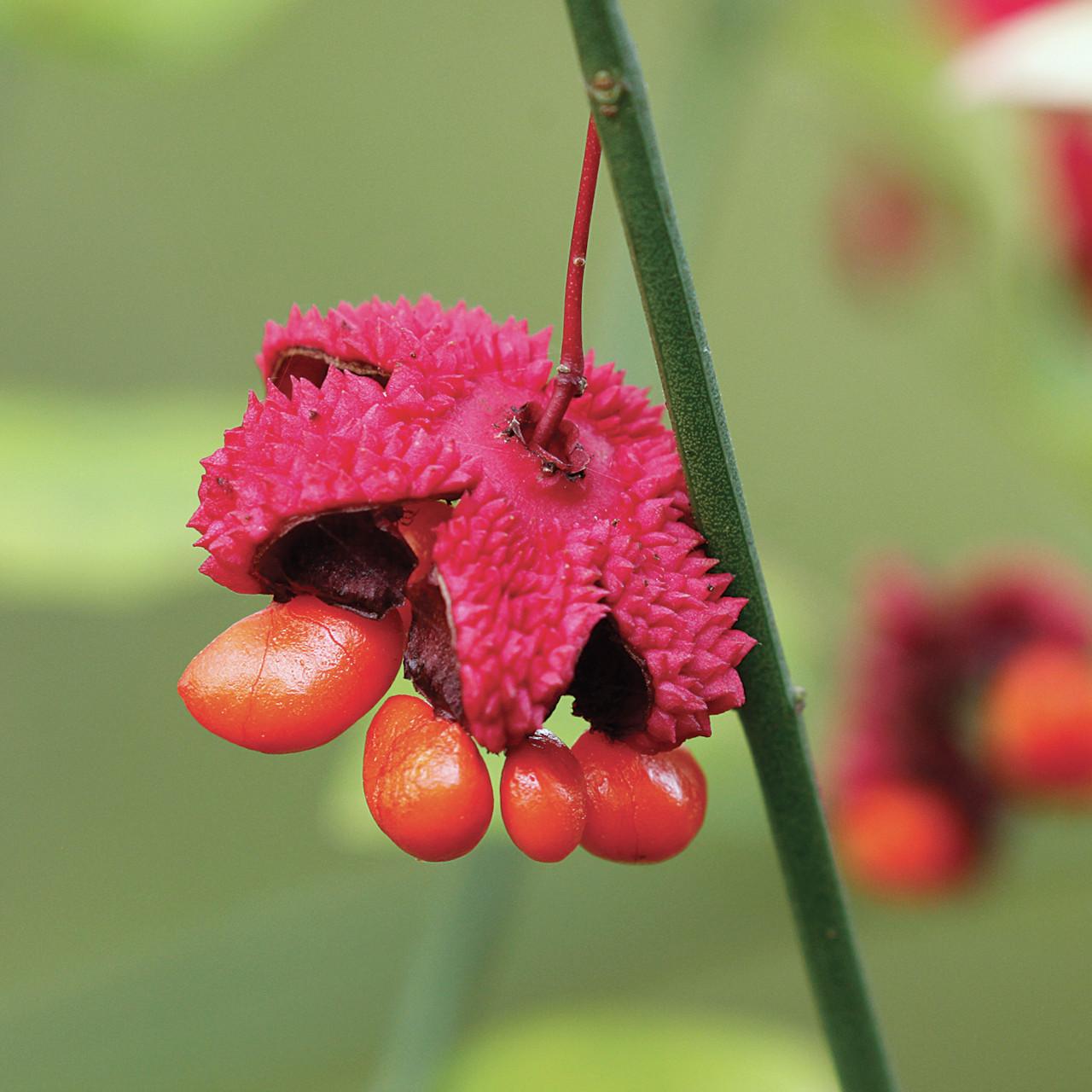 Euonymus Americanus - View 12 from www redcrocus com