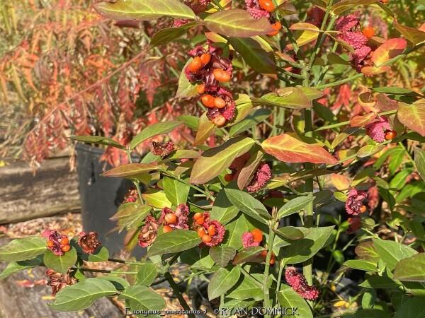 Euonymus Americanus - View 13 from www redcrocus com