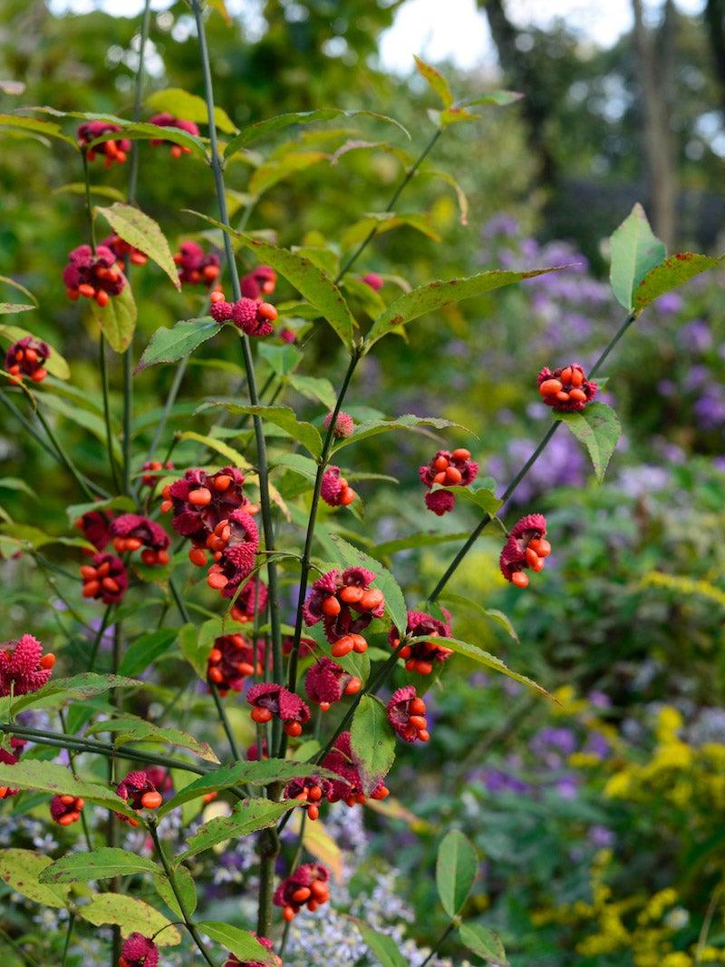 Euonymus Americanus - View 14 from www redcrocus com