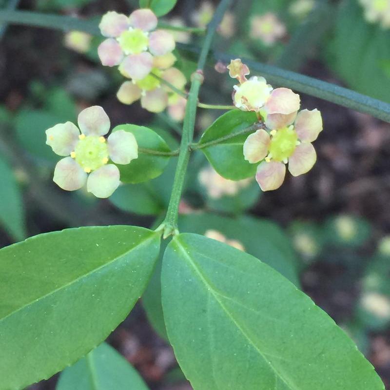 Euonymus Americanus - View 17 from www redcrocus com