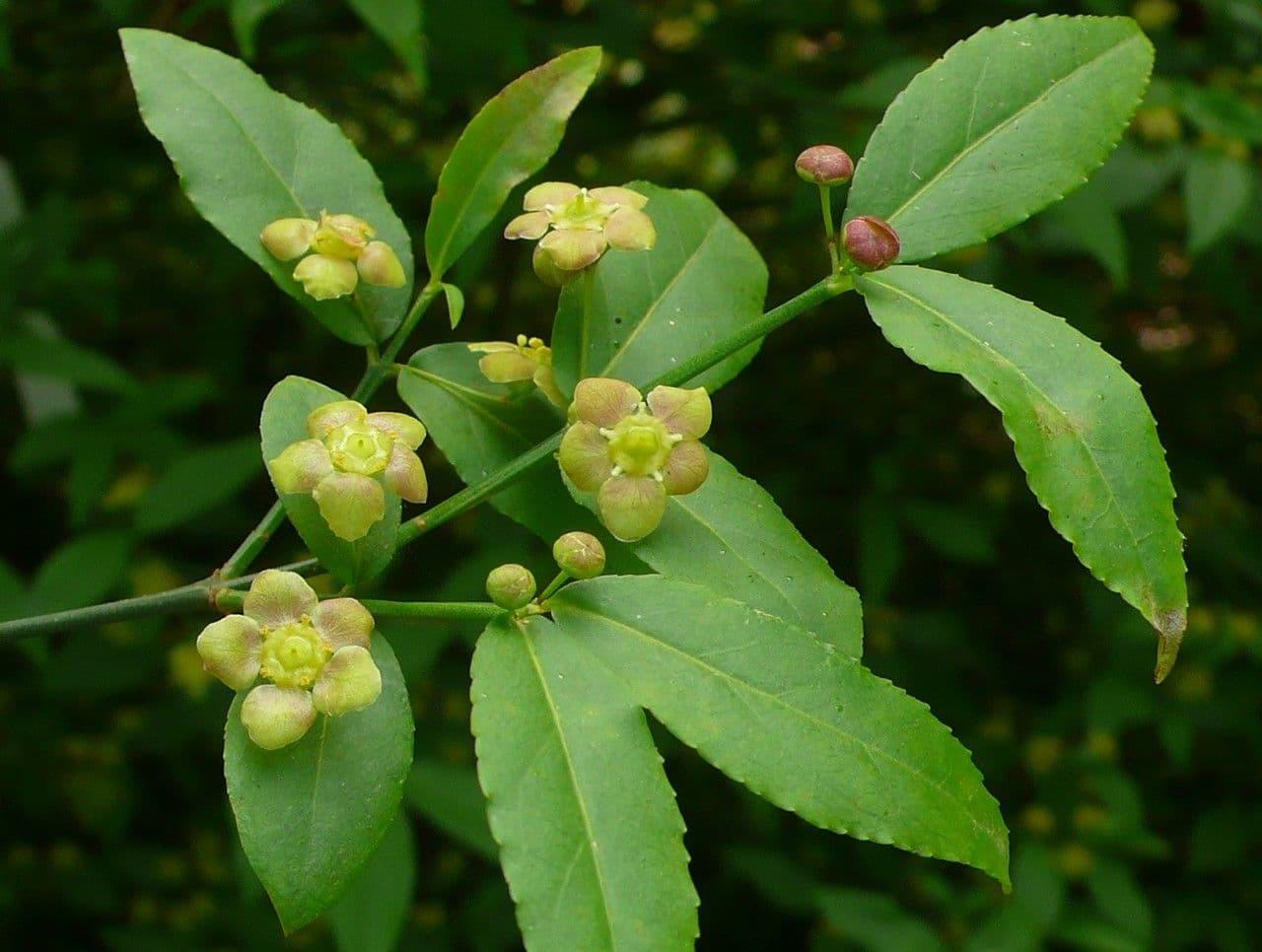 Euonymus Americanus - View 19 from www redcrocus com