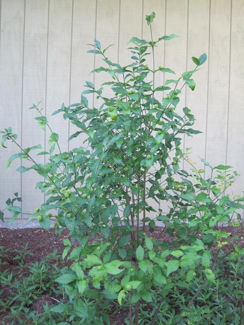 Euonymus Americanus - View 1 from www redcrocus com