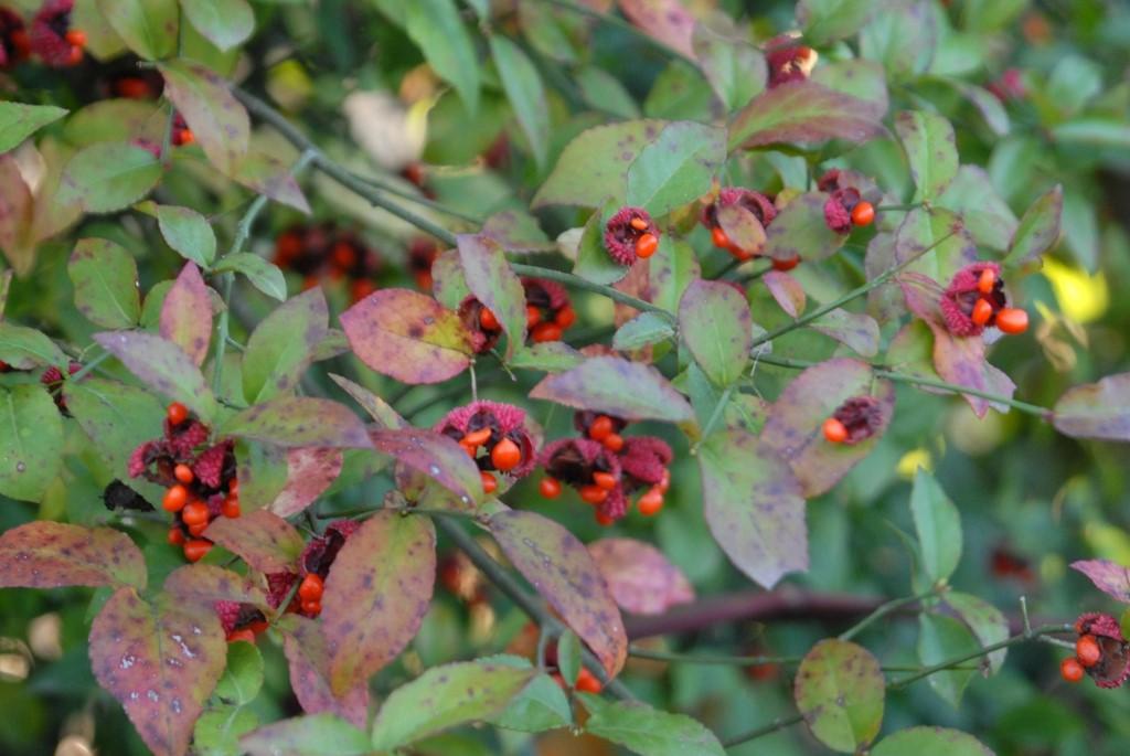 Euonymus Americanus - View 20 from www redcrocus com