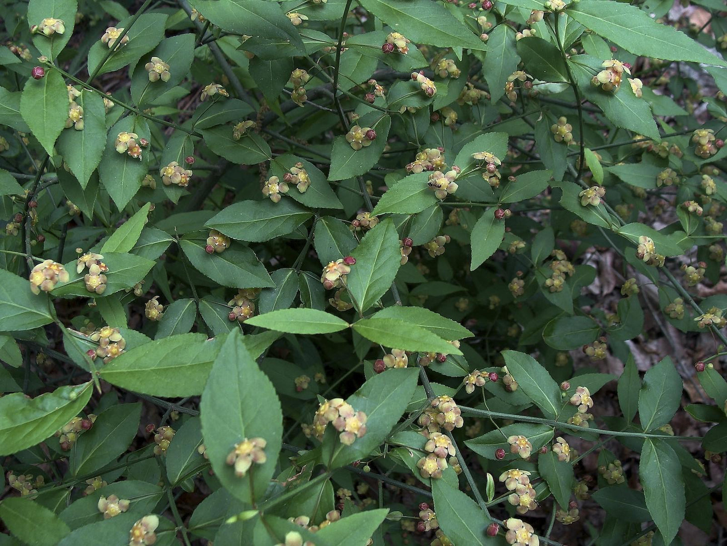 Euonymus Americanus - View 21 from www redcrocus com