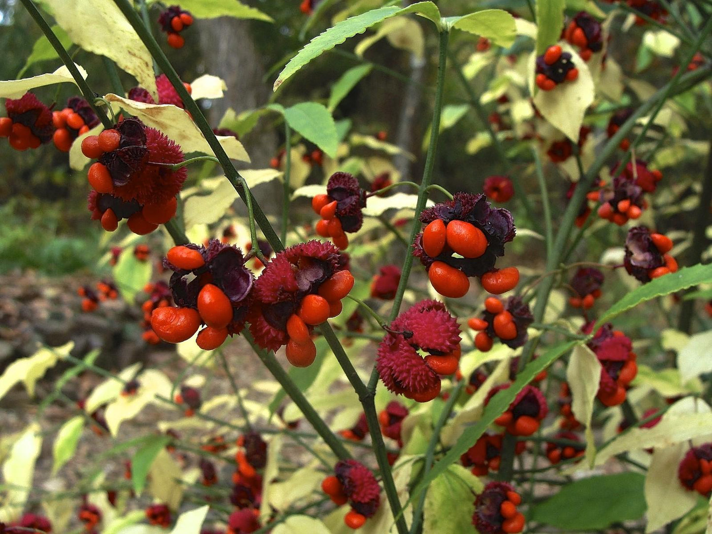 Euonymus Americanus - View 22 from www redcrocus com