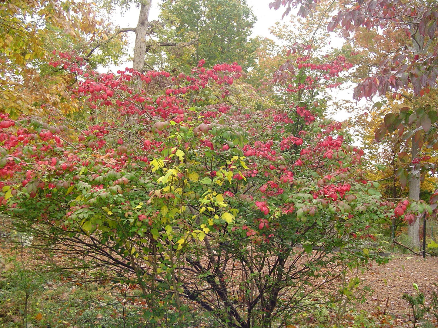 Euonymus Americanus - View 24 from www redcrocus com