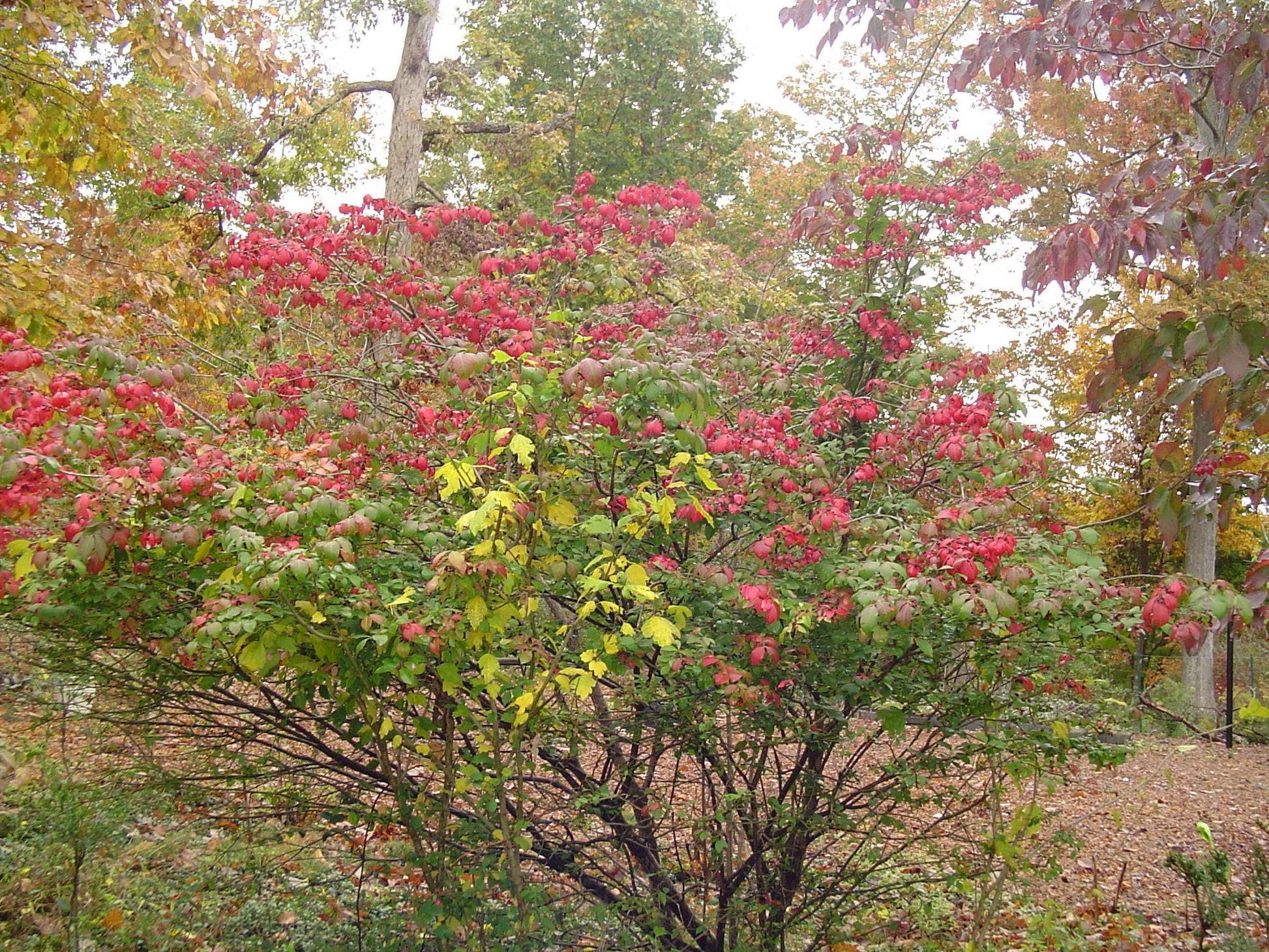 Euonymus Americanus - View 24 from www redcrocus com