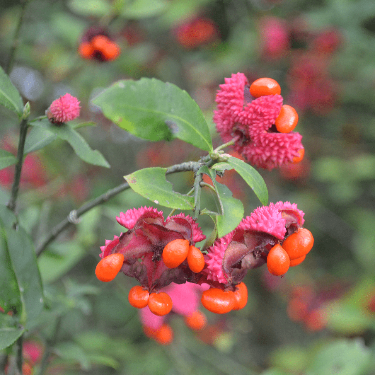Euonymus Americanus - View 28 from www redcrocus com