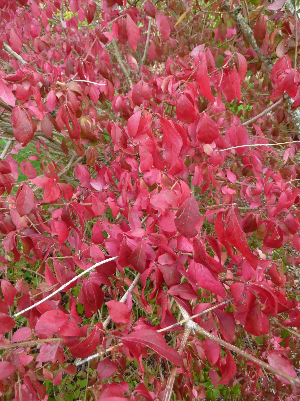 Euonymus Americanus - View 2 from www redcrocus com