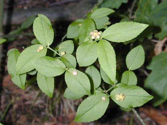 Euonymus Americanus - View 30 from www redcrocus com