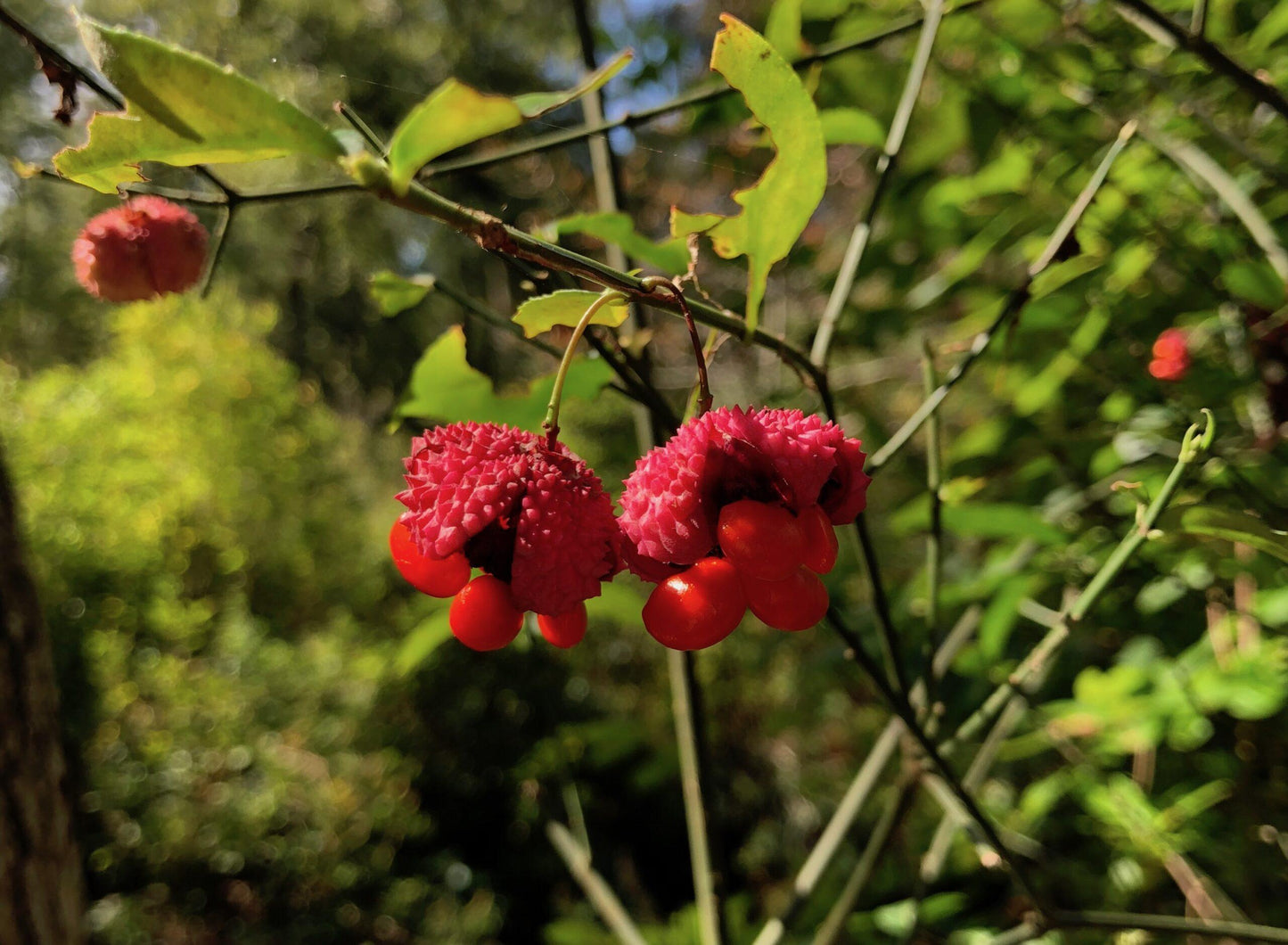 Euonymus Americanus - View 32 from www redcrocus com