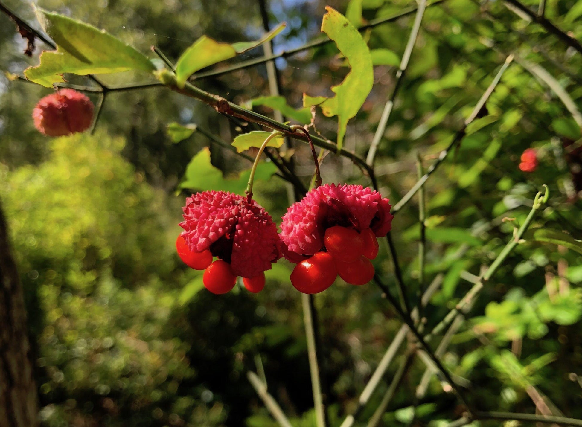 Euonymus Americanus - View 32 from www redcrocus com