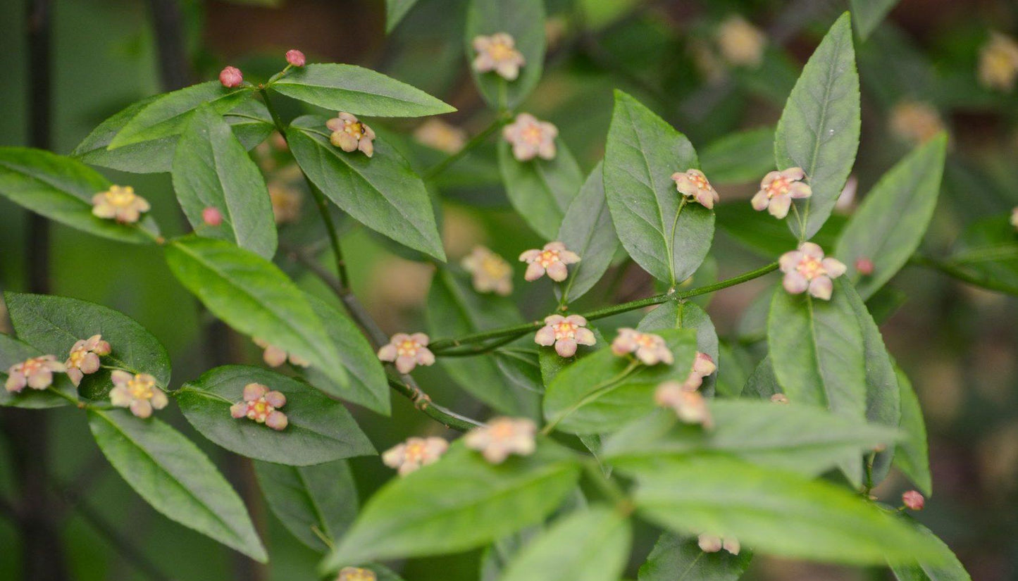 Euonymus Americanus - View 6 from www redcrocus com