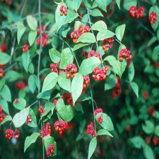 Euonymus Americanus - View 7 from www redcrocus com