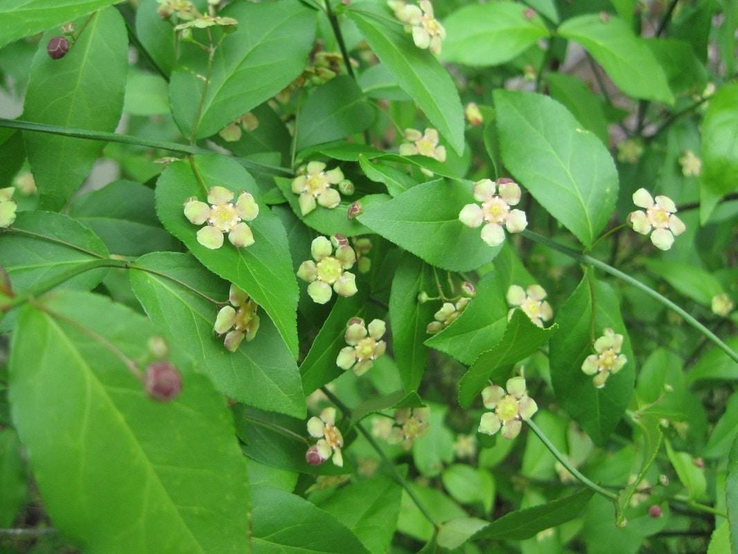 Euonymus Americanus - View 8 from www redcrocus com