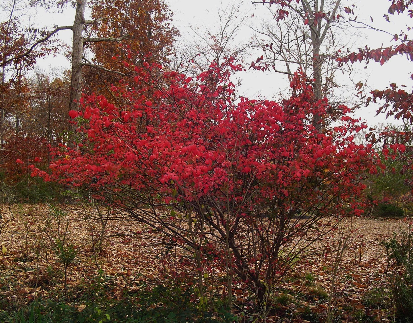 Euonymus Americanus - View 9 from www redcrocus com