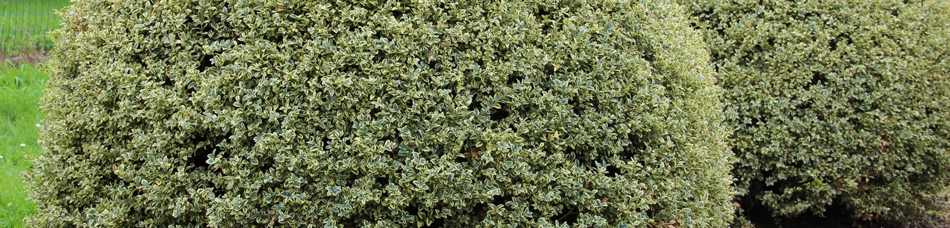Buxus Sempervirens 'variegata' Globe - View 11 from www redcrocus com