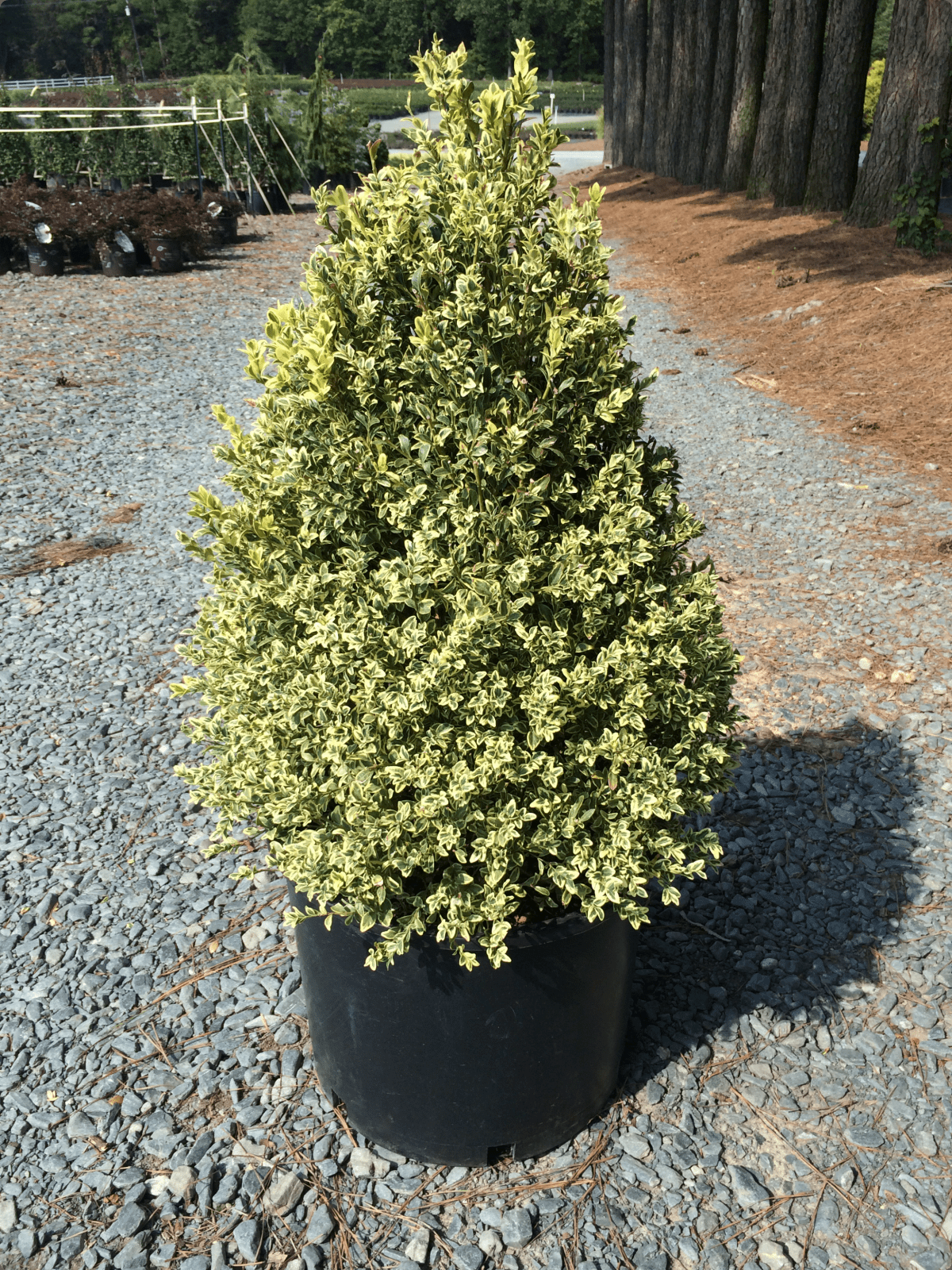 Buxus Sempervirens 'variegata' Globe - View 14 from www redcrocus com