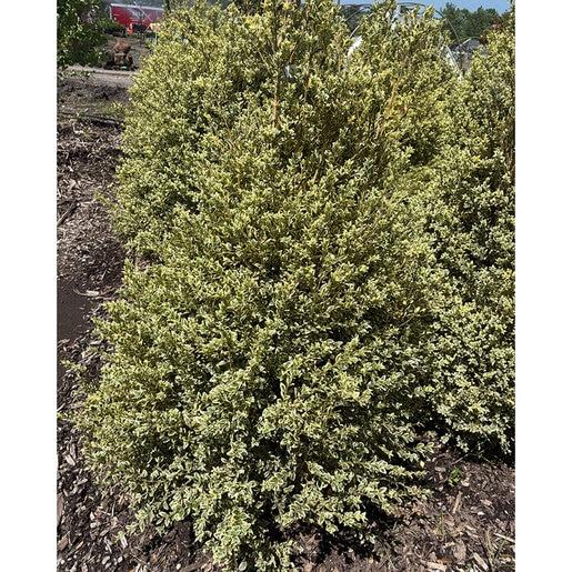 Buxus Sempervirens 'variegata' Globe - View 16 from www redcrocus com