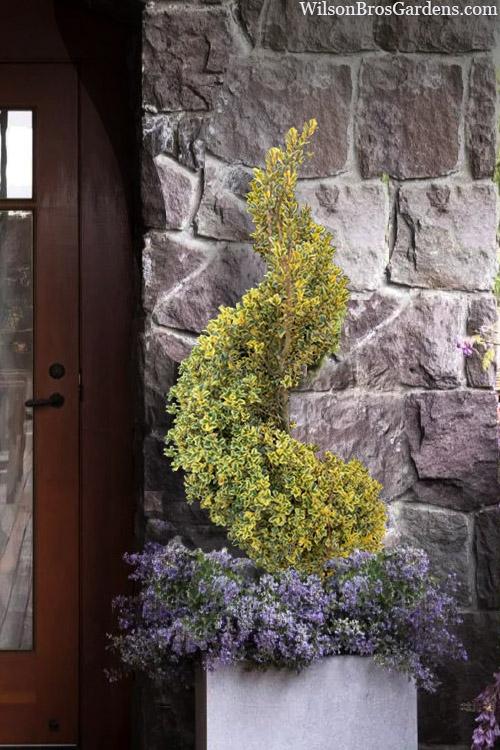 Buxus Sempervirens 'variegata' Globe - View 17 from www redcrocus com
