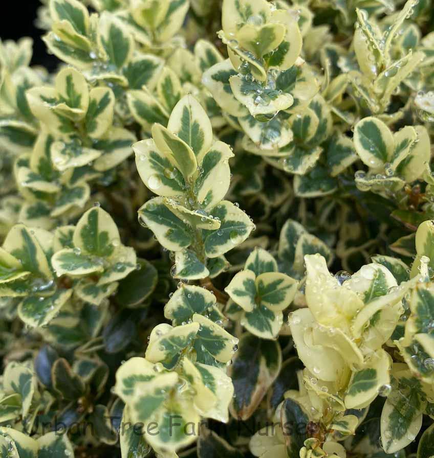 Buxus Sempervirens 'variegata' Globe - View 1 from www redcrocus com
