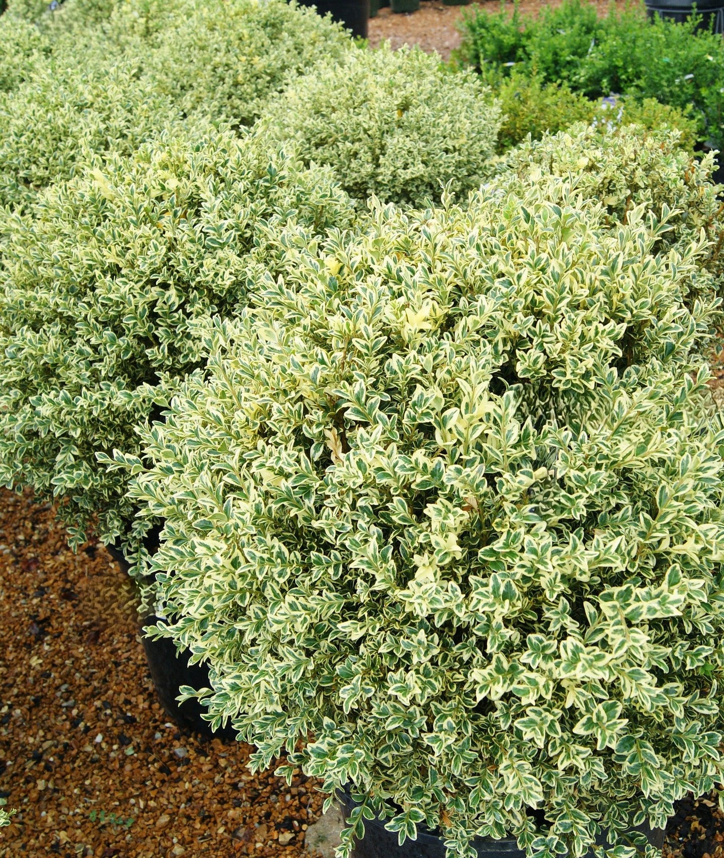 Buxus Sempervirens 'variegata' Globe - View 21 from www redcrocus com