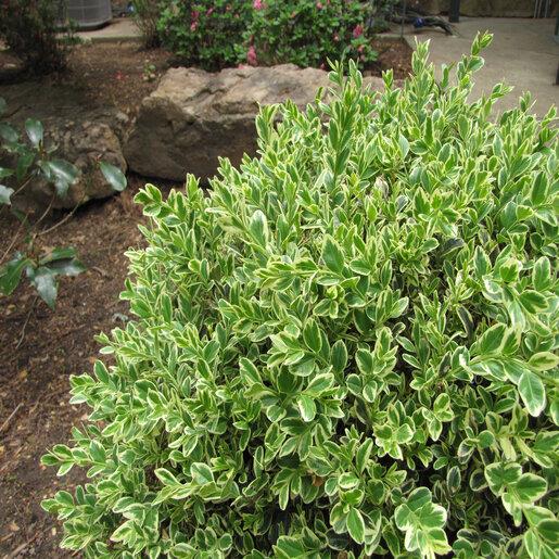 Buxus Sempervirens 'variegata' Globe - View 22 from www redcrocus com