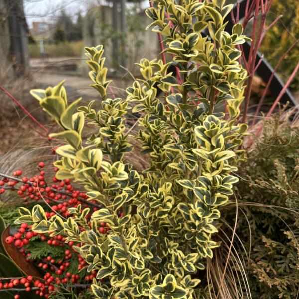 Buxus Sempervirens 'variegata' Globe - View 24 from www redcrocus com