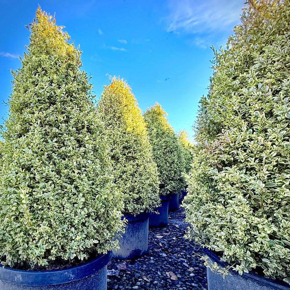 Buxus Sempervirens 'variegata' Globe - View 25 from www redcrocus com
