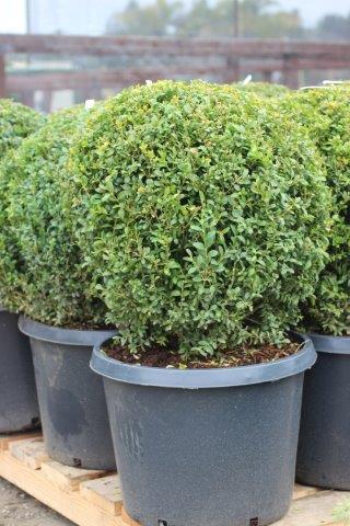 Buxus Sempervirens 'variegata' Globe - View 29 from www redcrocus com