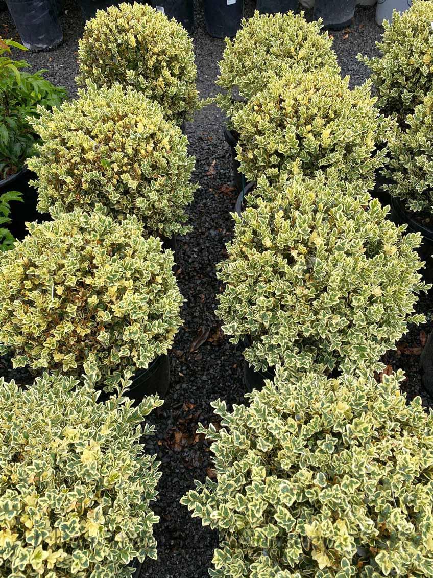 Buxus Sempervirens 'variegata' Globe - View 2 from www redcrocus com
