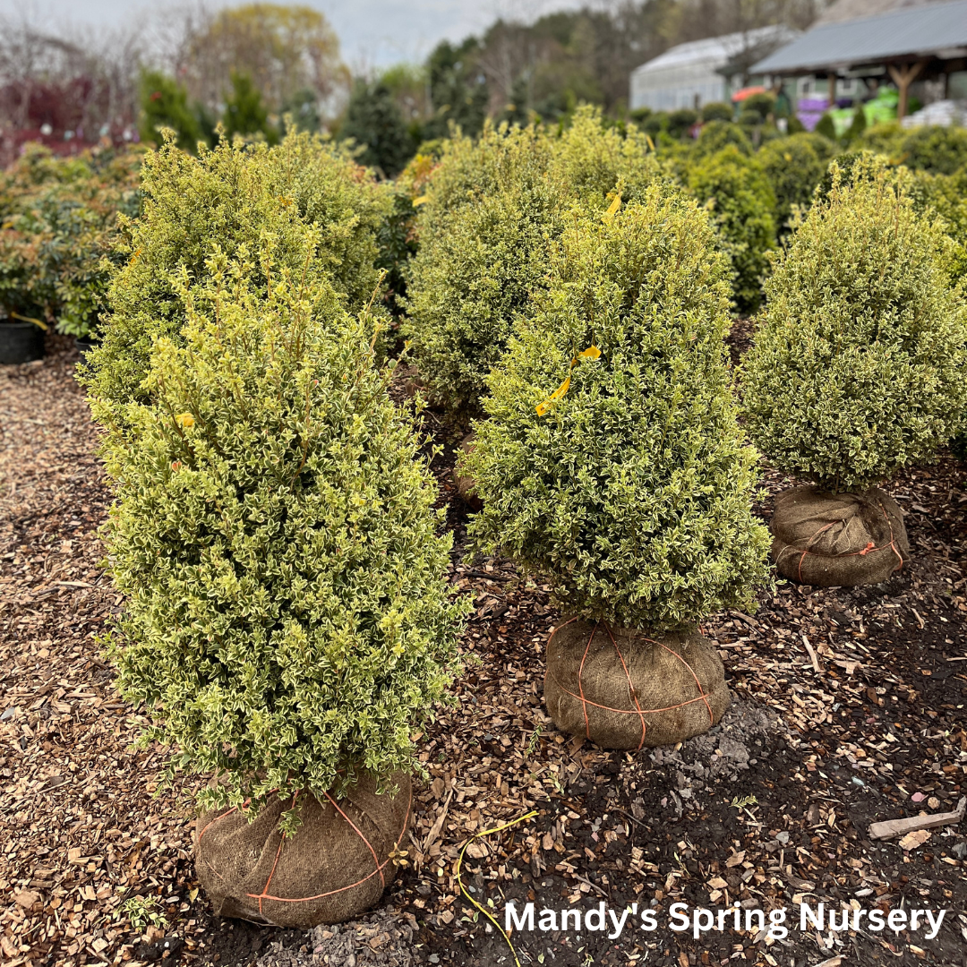Buxus Sempervirens 'variegata' Globe - View 31 from www redcrocus com