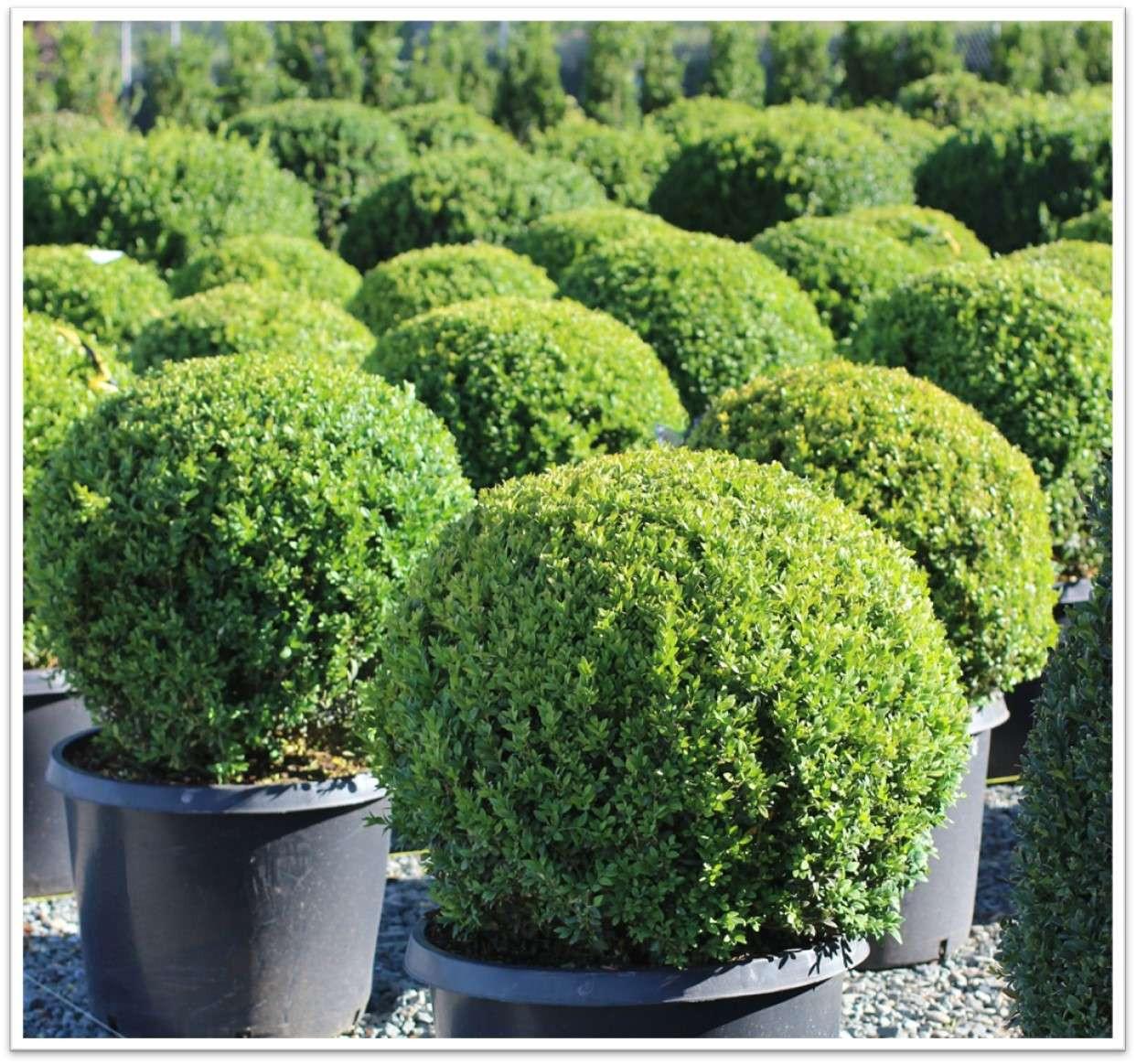 Buxus Sempervirens 'variegata' Globe - View 35 from www redcrocus com