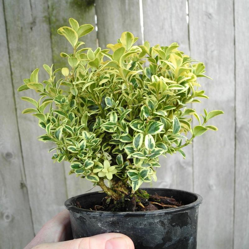 Buxus Sempervirens 'variegata' Globe - View 36 from www redcrocus com