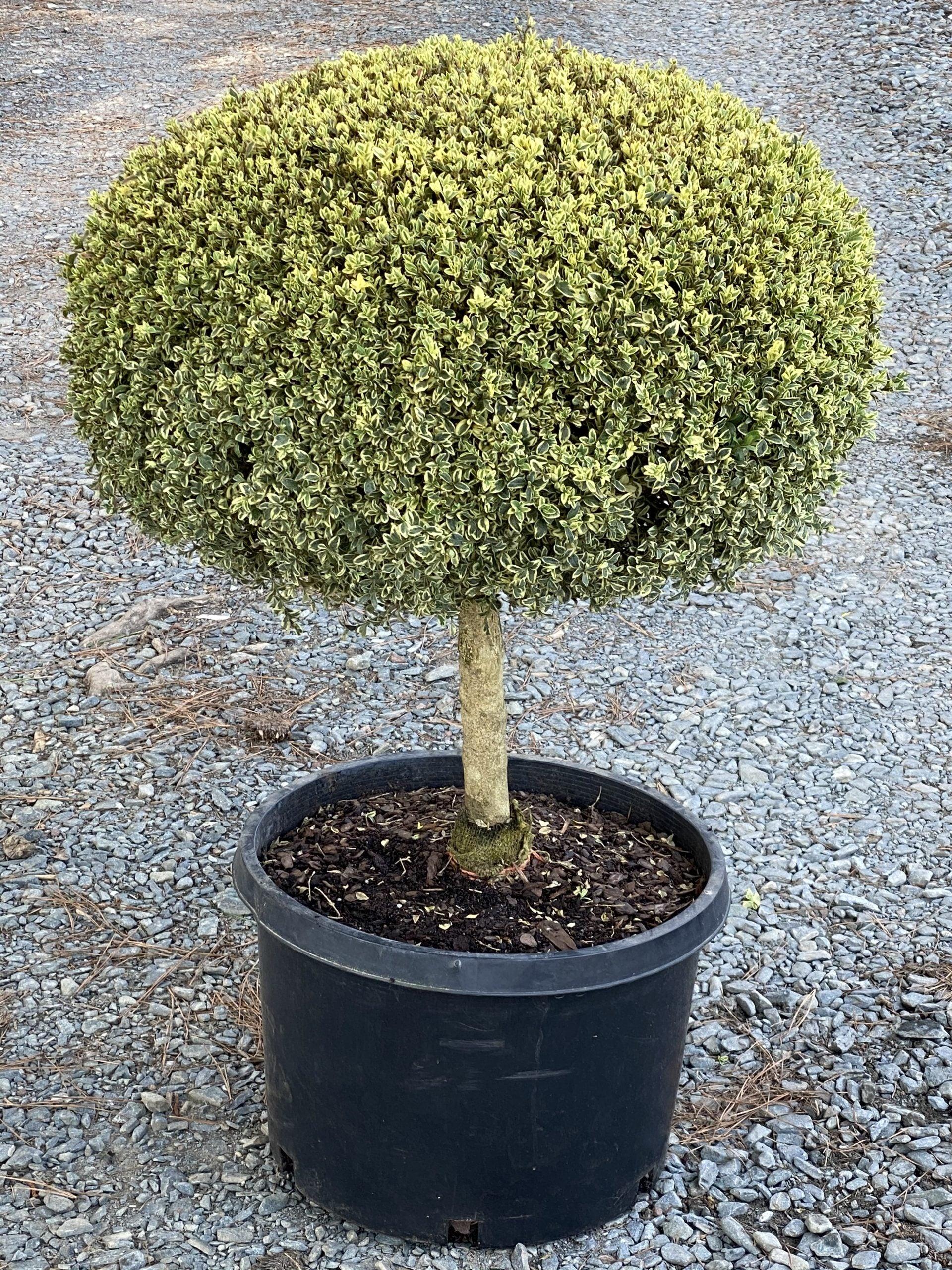 Buxus Sempervirens 'variegata' Globe - View 38 from www redcrocus com