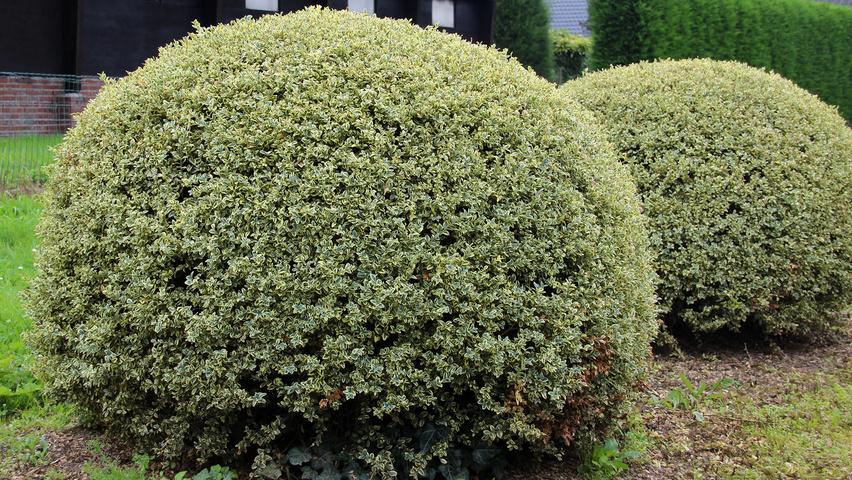Buxus Sempervirens 'variegata' Globe - View 3 from www redcrocus com