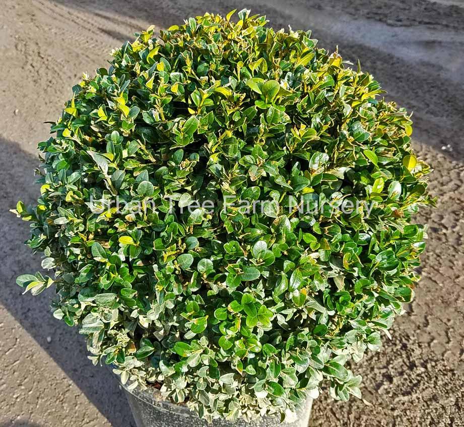 Buxus Sempervirens 'variegata' Globe - View 5 from www redcrocus com