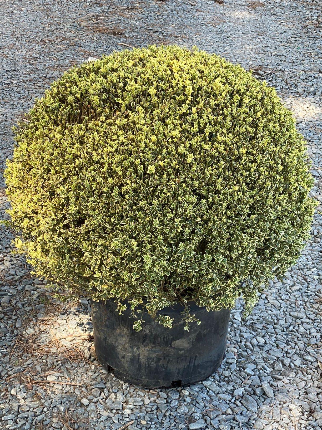 Buxus Sempervirens 'variegata' Globe - View 7 from www redcrocus com