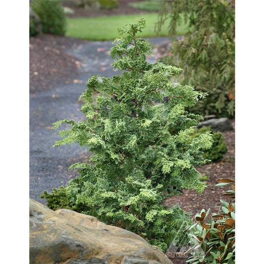 Chamaecyparis Obtusa 'gimborn Beauty' - View 10 from www redcrocus com