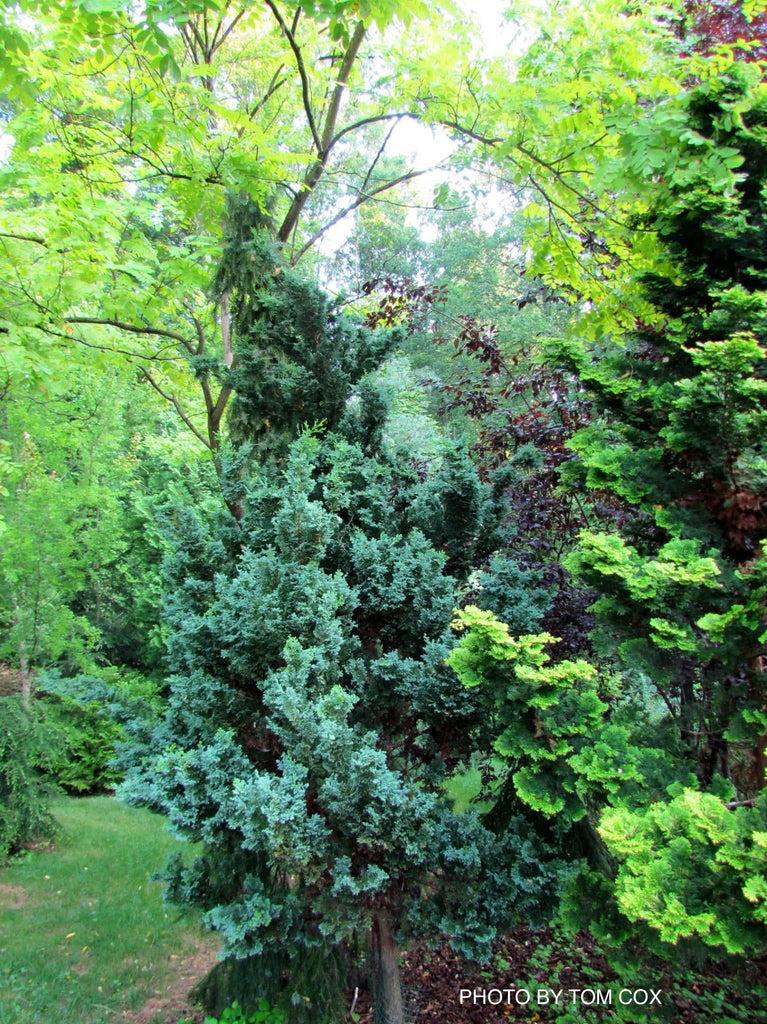 Chamaecyparis Obtusa 'gimborn Beauty' - View 11 from www redcrocus com