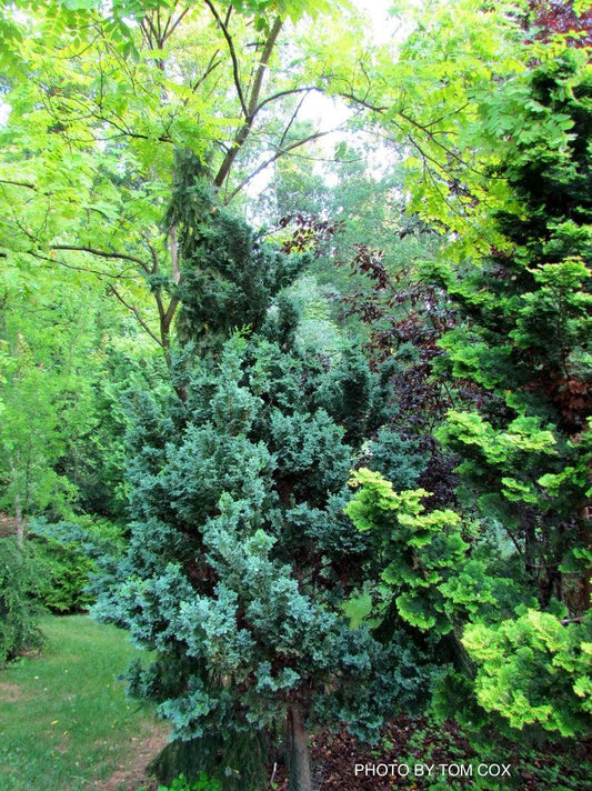 Chamaecyparis Obtusa 'gimborn Beauty' - View 11 from www redcrocus com