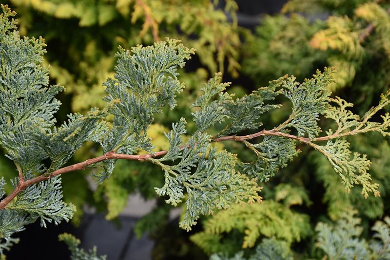 Chamaecyparis Obtusa 'gimborn Beauty' - View 12 from www redcrocus com