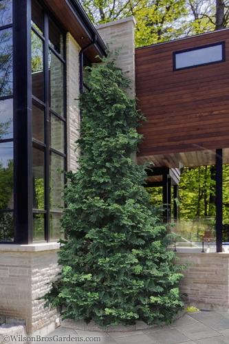 Chamaecyparis Obtusa 'gimborn Beauty' - View 13 from www redcrocus com