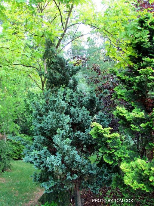 Chamaecyparis Obtusa 'gimborn Beauty' - View 14 from www redcrocus com