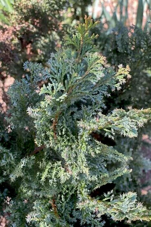 Chamaecyparis Obtusa 'gimborn Beauty' - View 15 from www redcrocus com