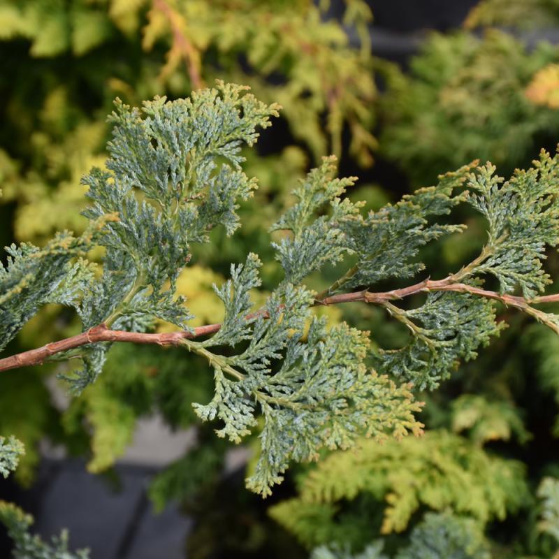 Chamaecyparis Obtusa 'gimborn Beauty' - View 17 from www redcrocus com