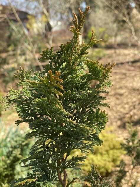Chamaecyparis Obtusa 'gimborn Beauty' - View 19 from www redcrocus com
