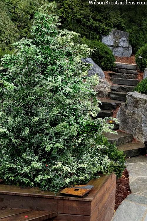 Chamaecyparis Obtusa 'gimborn Beauty' - View 1 from www redcrocus com